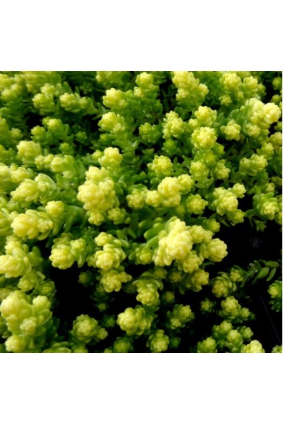 Очиток едкий Йеллоу Квин